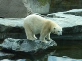 Polar Bear Photo Gallery