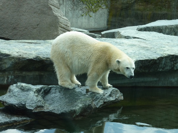 Polar Bear arctic white ice