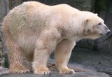 Polar Bear Photo Gallery