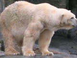 Polar Bear arctic white oso