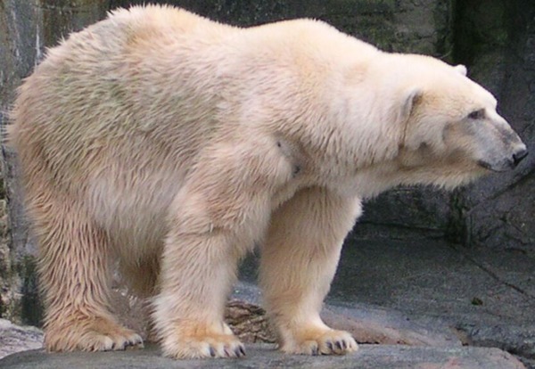 Polar Bear arctic white oso