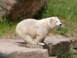 Polar Bear arctic white zoo