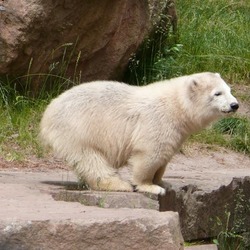 Polar Bear arctic white zoo