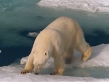 Polar Bear arctic wild Ursus maritimus