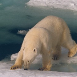 Polar Bear arctic wild Ursus maritimus