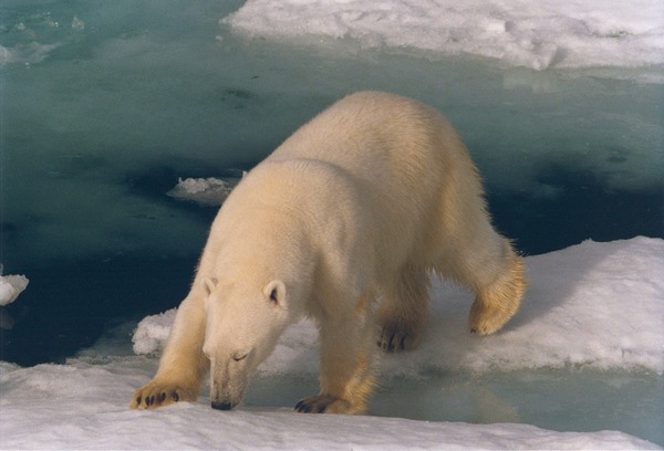 Polar Bear arctic wild Ursus maritimus