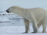 Polar Bear arctic wild big oso