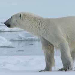 Polar Bear arctic wild big oso