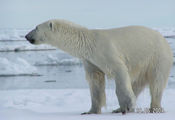 Polar Bear arctic wild big oso