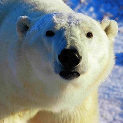 Polar Bear arctic wild face portrait