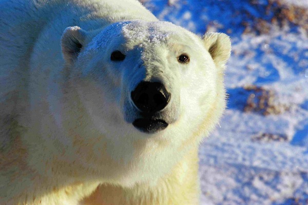 Polar Bear arctic wild face portrait