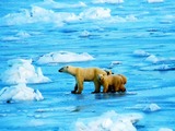 Polar Bear arctic wild ice endangered