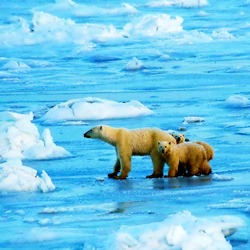 Polar Bear arctic wild ice endangered