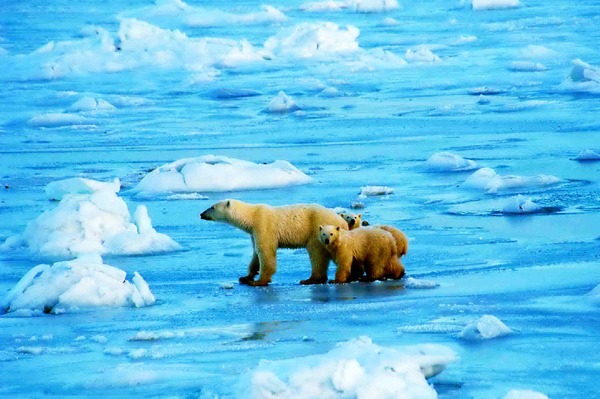 Polar Bear arctic wild ice endangered