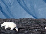 Polar Bear arctic wild mother and cub