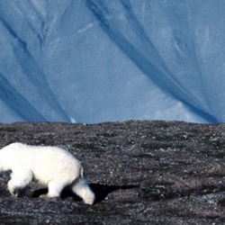 Polar Bear arctic wild mother and cub
