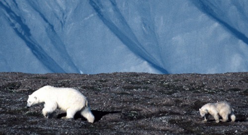 Polar Bear arctic wild mother and cub