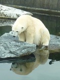Polar Bear arctic zoo oso