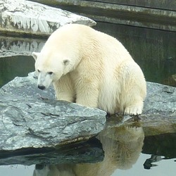 Polar Bear arctic zoo oso