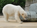 Polar Bear arctic zoo