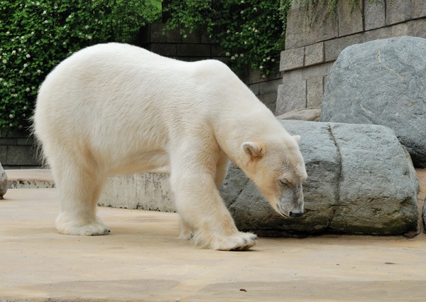 Polar Bear arctic zoo