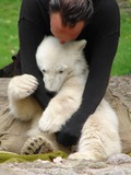 Polar Bear Photo Gallery