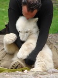 Polar Bear cub hug Ursus maritimus