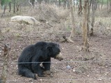 Sloth Bear Photo Gallery
