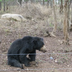 Sloth Bear Bannerghatta wild National Park