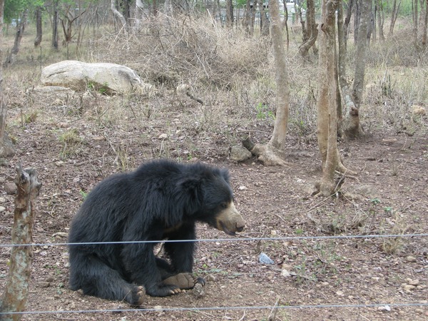 Sloth Bear Bannerghatta wild National Park