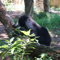 Sloth Bear Bear Dehiwala zoo