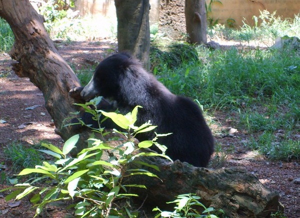 Sloth Bear Bear Dehiwala zoo