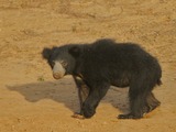 Sloth Bear Flickr Rainbirder Sloth Bear