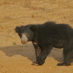 Sloth Bear Flickr Rainbirder Sloth Bear