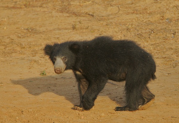 Sloth Bear Flickr Rainbirder Sloth Bear