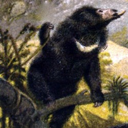 Sloth Bear Lippenbar