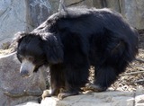 Bears