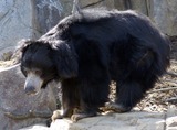 Sloth Bear Photo Gallery