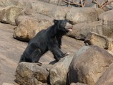 Sloth Bear Melursus Ursinus Young Male