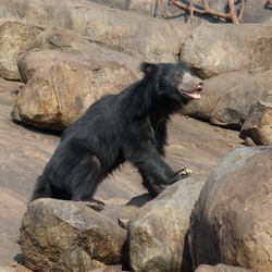 Sloth Bear Melursus Ursinus Young Male