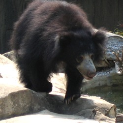 Sloth Bear Melursus Ursinus