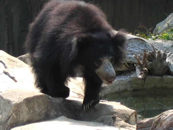 Sloth Bear Melursus Ursinus