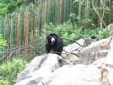 Sloth Bear Melursus ursinus Zoo