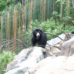 Sloth Bear Melursus ursinus Zoo