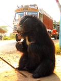 Sloth Bear Pushkar ursinus inornatus