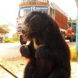 Sloth Bear Pushkar ursinus inornatus