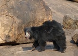 Sloth Bear Photo Gallery