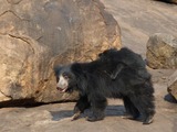 Sloth Bear Sloth Bear Mother Cub