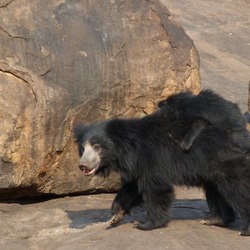 Sloth Bear Sloth Bear Mother Cub