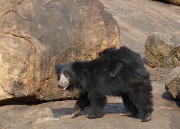 Sloth Bear Sloth Bear Mother Cub